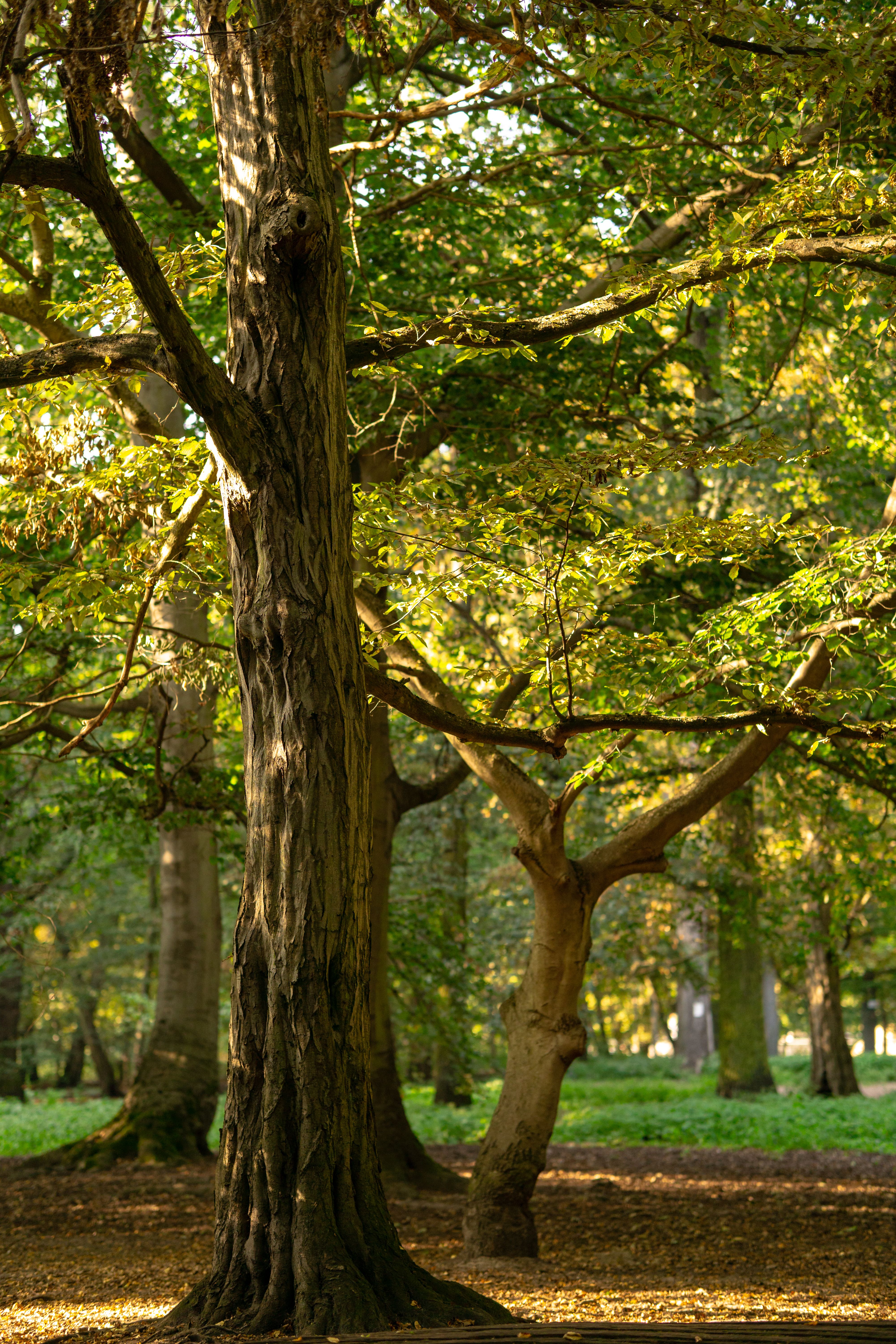 Deciduous Trees in Park · Free Stock Photo