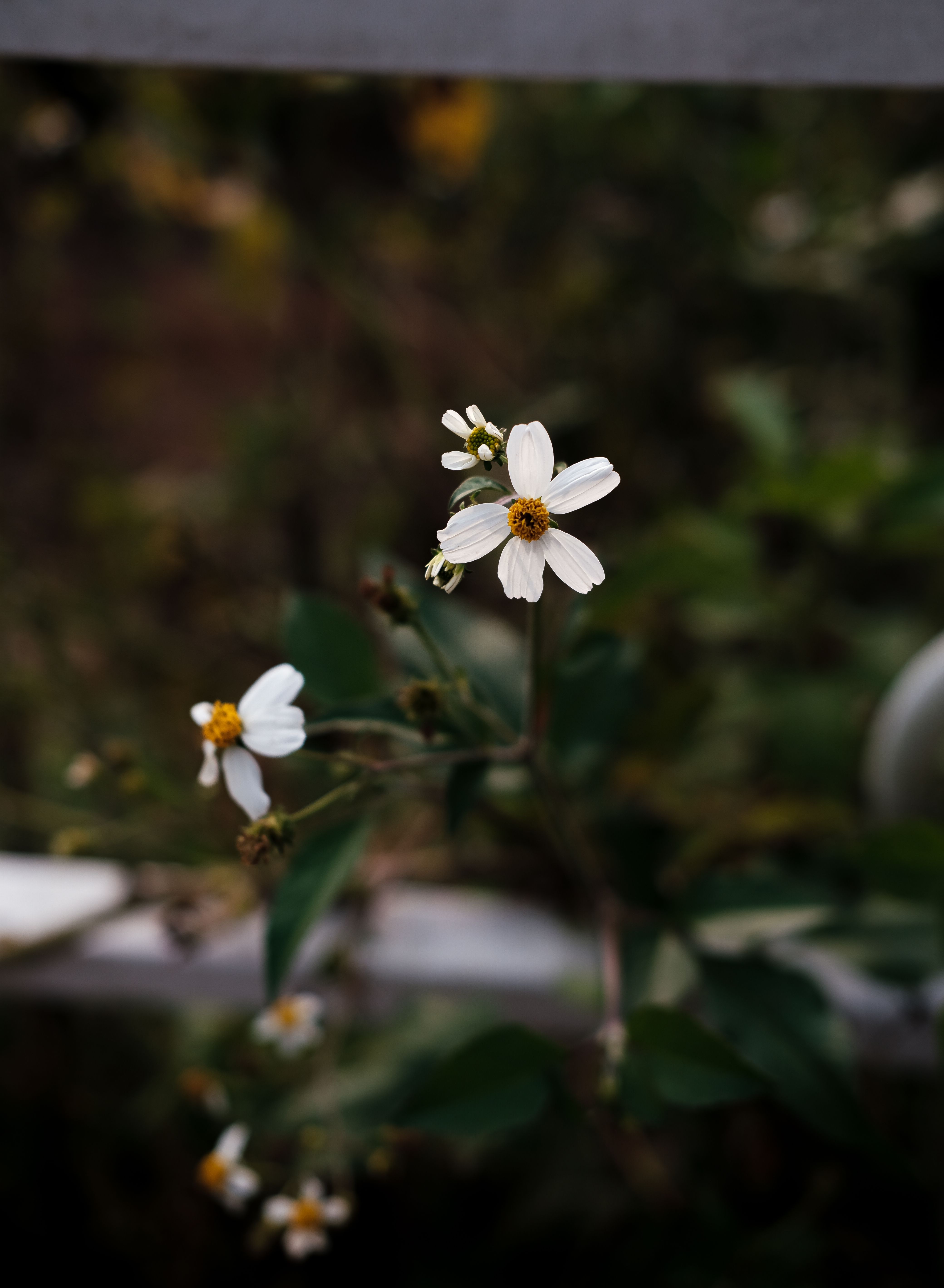 Close up of White Flowers · Free Stock Photo
