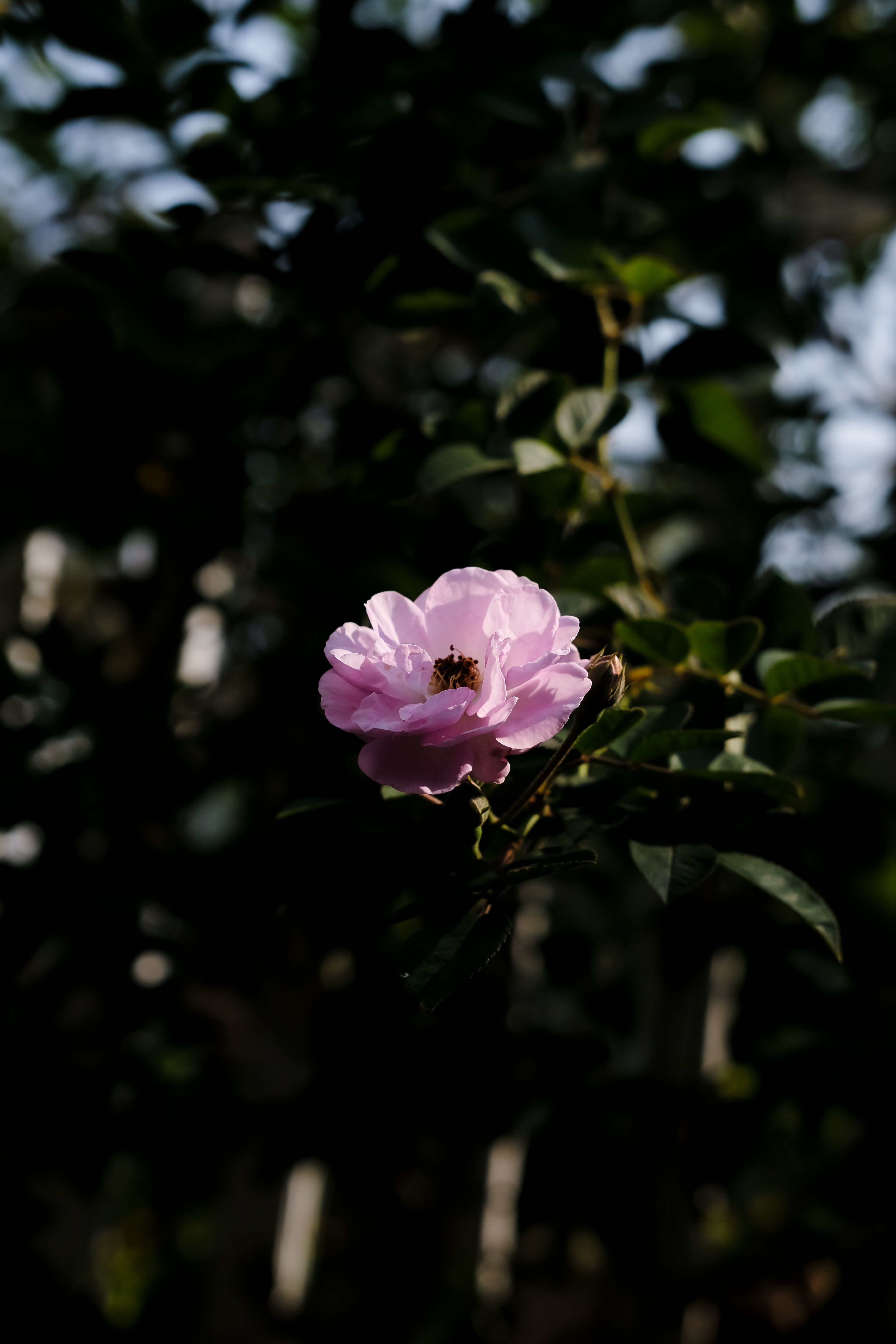 Delicate pink flower in focus with a lush green background in Bắc Giang, Vietnam.