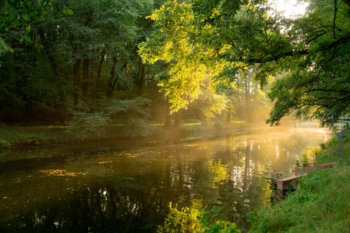 Free A serene forest river illuminated by sunlight during a summer day, showcasing vibrant nature. Stock Photo