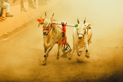 インドの祭り, インドの色, すべて黄色の無料の写真素材