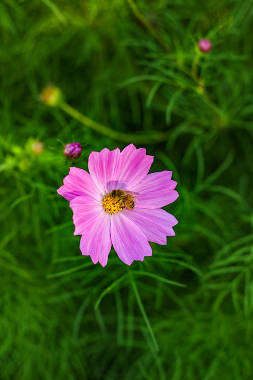 Bee on Cosmos Flower