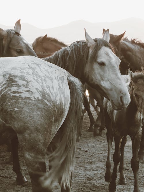 wild horses running free wallpaper