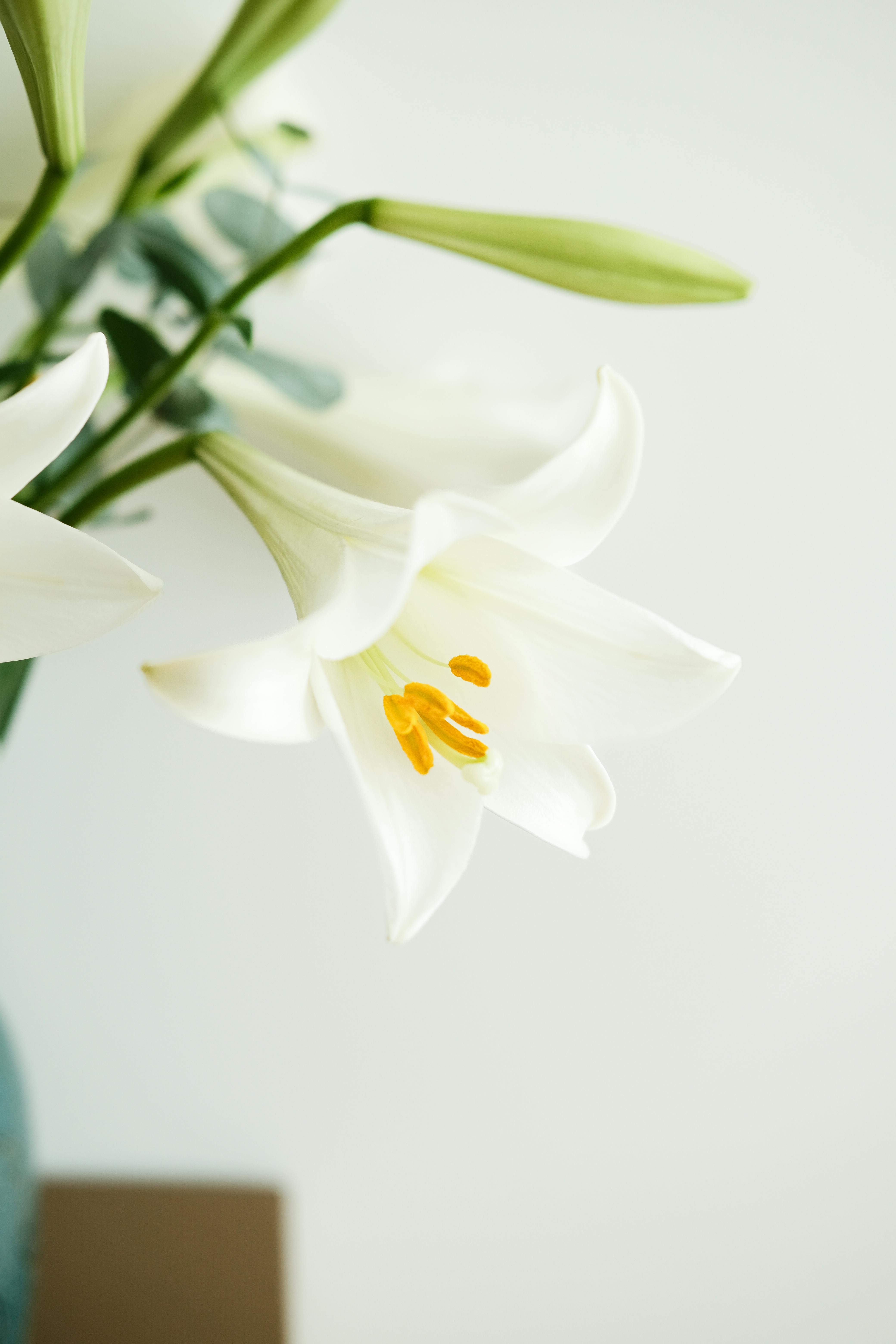 A close-up of white lilies in a vase, showcasing delicate petals and natural elegance.