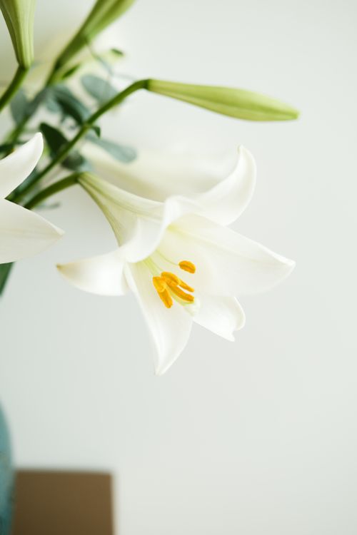Free A close-up of white lilies in a vase, showcasing delicate petals and natural elegance. Stock Photo