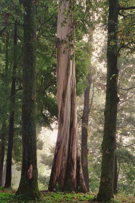 Ethereal misty forest scene in Barcelos, Portugal, featuring towering trees and lush greenery.