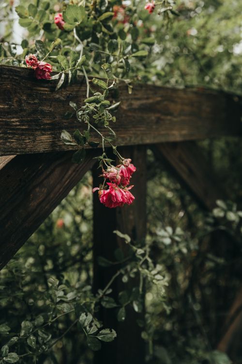 Free A serene outdoor scene featuring vibrant roses on a wooden fence, perfect for romance and nature themes. Stock Photo