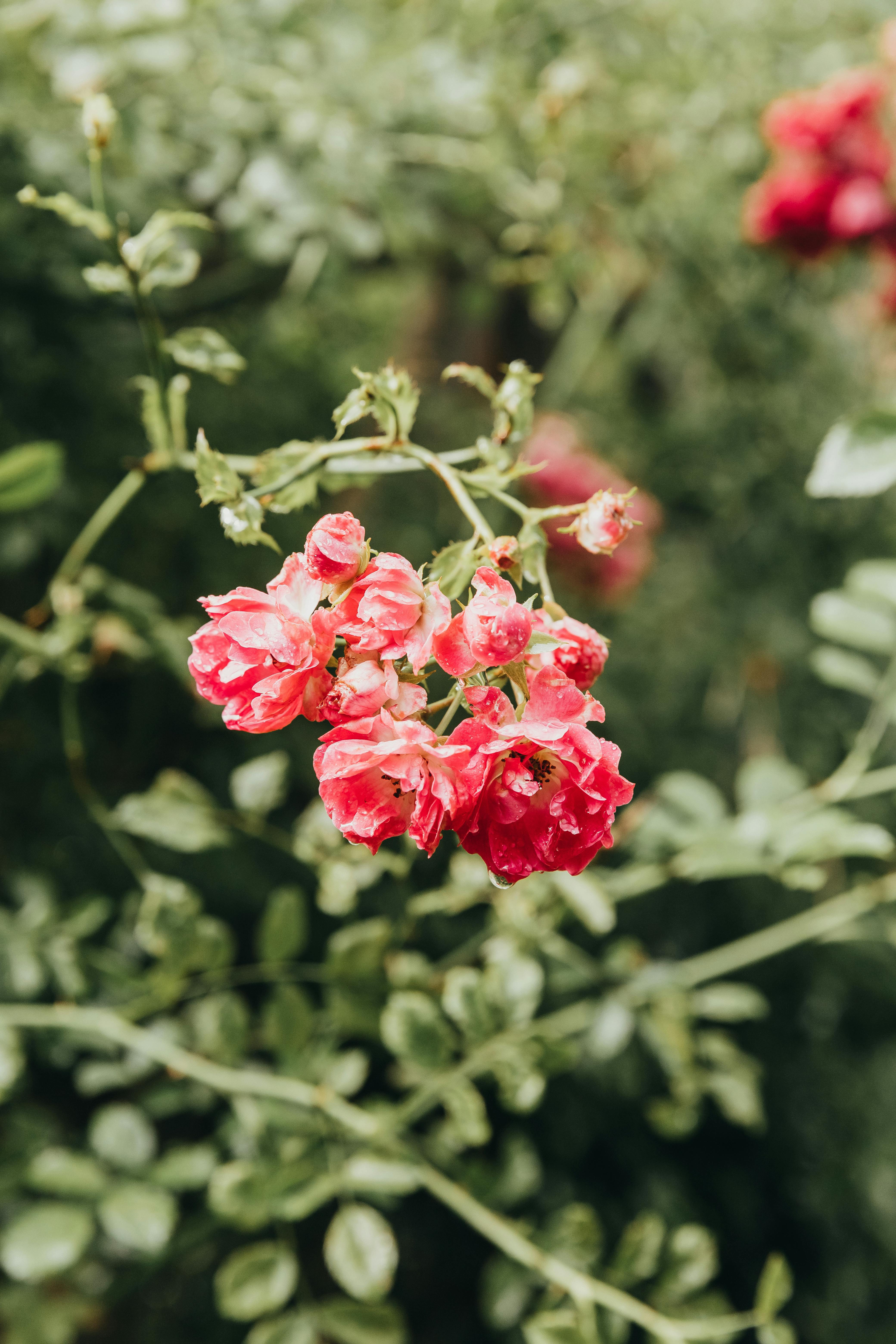 rose bush