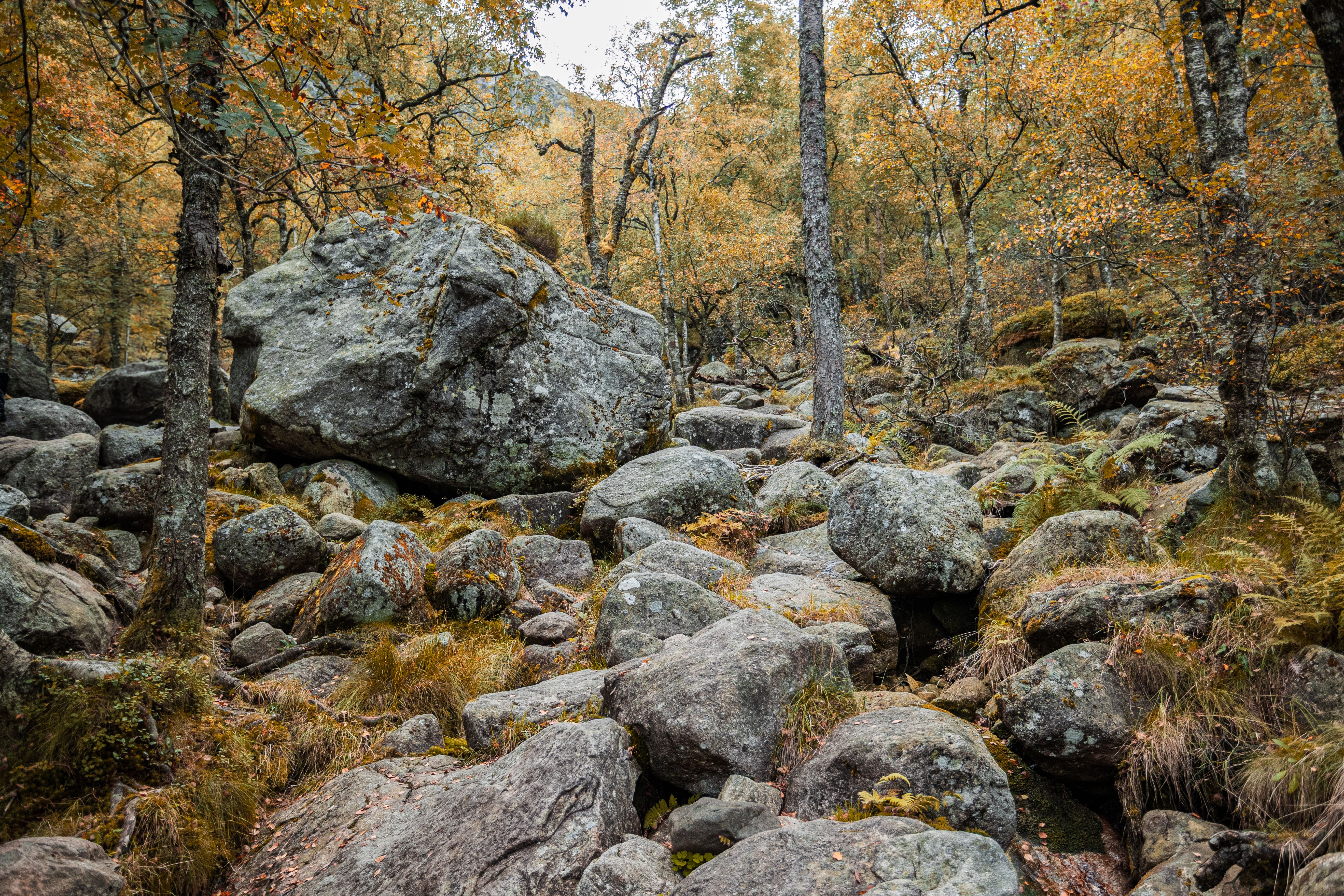 Rocks in Autumn Forest · Free Stock Photo