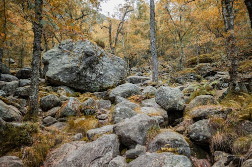 Rocks in Autumn Forest