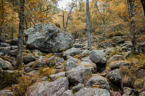Free Serene autumn forest landscape featuring large rocks and colorful foliage. Stock Photo