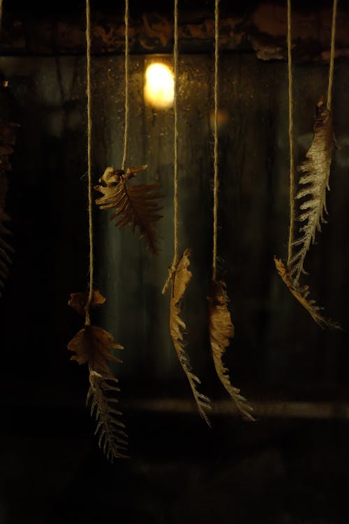 끈, 나뭇잎, 매달린의 무료 스톡 사진
