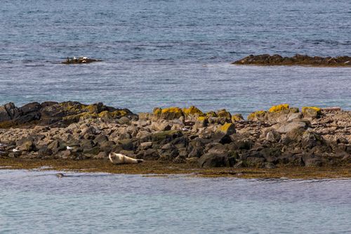 Free stock photo of aquatic elegance, arctic encounters, arctic fauna Stock Photo