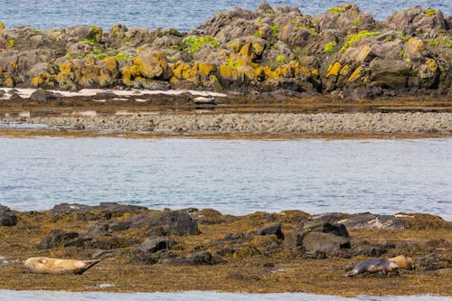 A seal on the rocks near a rocky shore