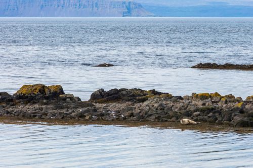 Free stock photo of aquatic elegance, arctic encounters, arctic fauna Stock Photo