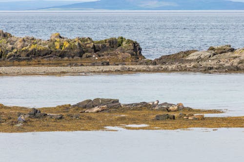 açık hava, ada, arktik deniz yaşamı içeren Ücretsiz stok fotoğraf