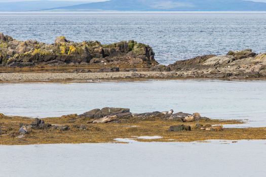 Seals bask on a rocky seaside, embracing nature's tranquil beauty.
