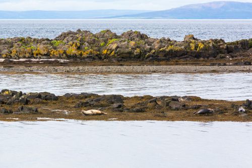 Free stock photo of aquatic elegance, arctic encounters, arctic fauna Stock Photo
