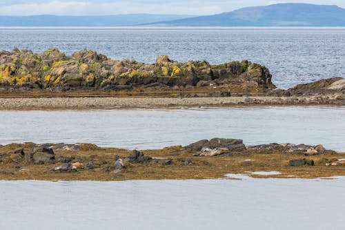 A group of seals on the shore of a body of water