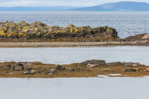 Free Seals relax on a rocky Icelandic coast, showcasing serene coastal wildlife and natural beauty. Stock Photo