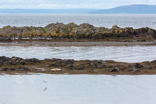 Free stock photo of aquatic elegance, arctic encounters, arctic fauna Stock Photo