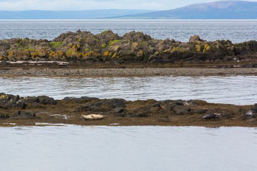Free stock photo of aquatic elegance, arctic encounters, arctic fauna Stock Photo