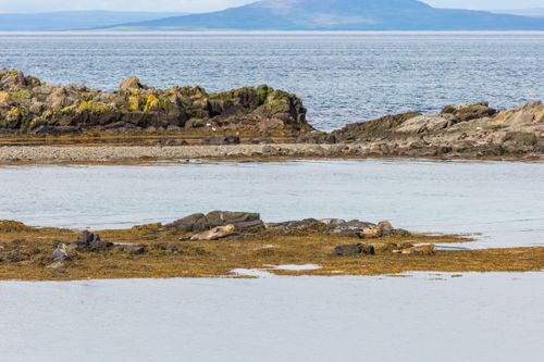 Free Seals resting on a rocky shore with a serene ocean backdrop. Stock Photo
