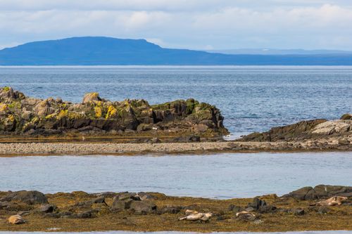 Free Tranquil Icelandic coastline featuring seals lounging on rocky shores under a clear sky. Stock Photo