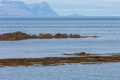 Free stock photo of aquatic elegance, arctic encounters, arctic fauna Stock Photo