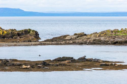 Free stock photo of aquatic elegance, arctic encounters, arctic fauna Stock Photo