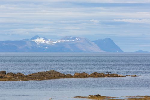 Free stock photo of aquatic elegance, arctic encounters, arctic fauna Stock Photo