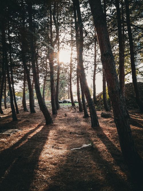 Free Captivating forest scene with sunlight streaming through trees in Samsun, Türkiye. Stock Photo