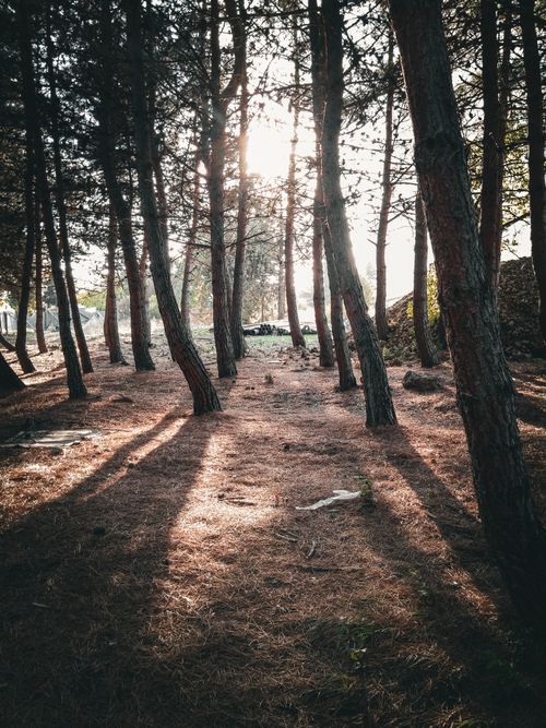 Free Serene sunlit path through forest in Samsun, Türkiye, capturing nature's beauty. Stock Photo