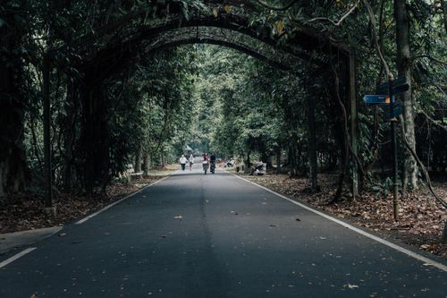 Free A peaceful park scene featuring a tree-lined pathway with people enjoying a leisurely walk. Stock Photo