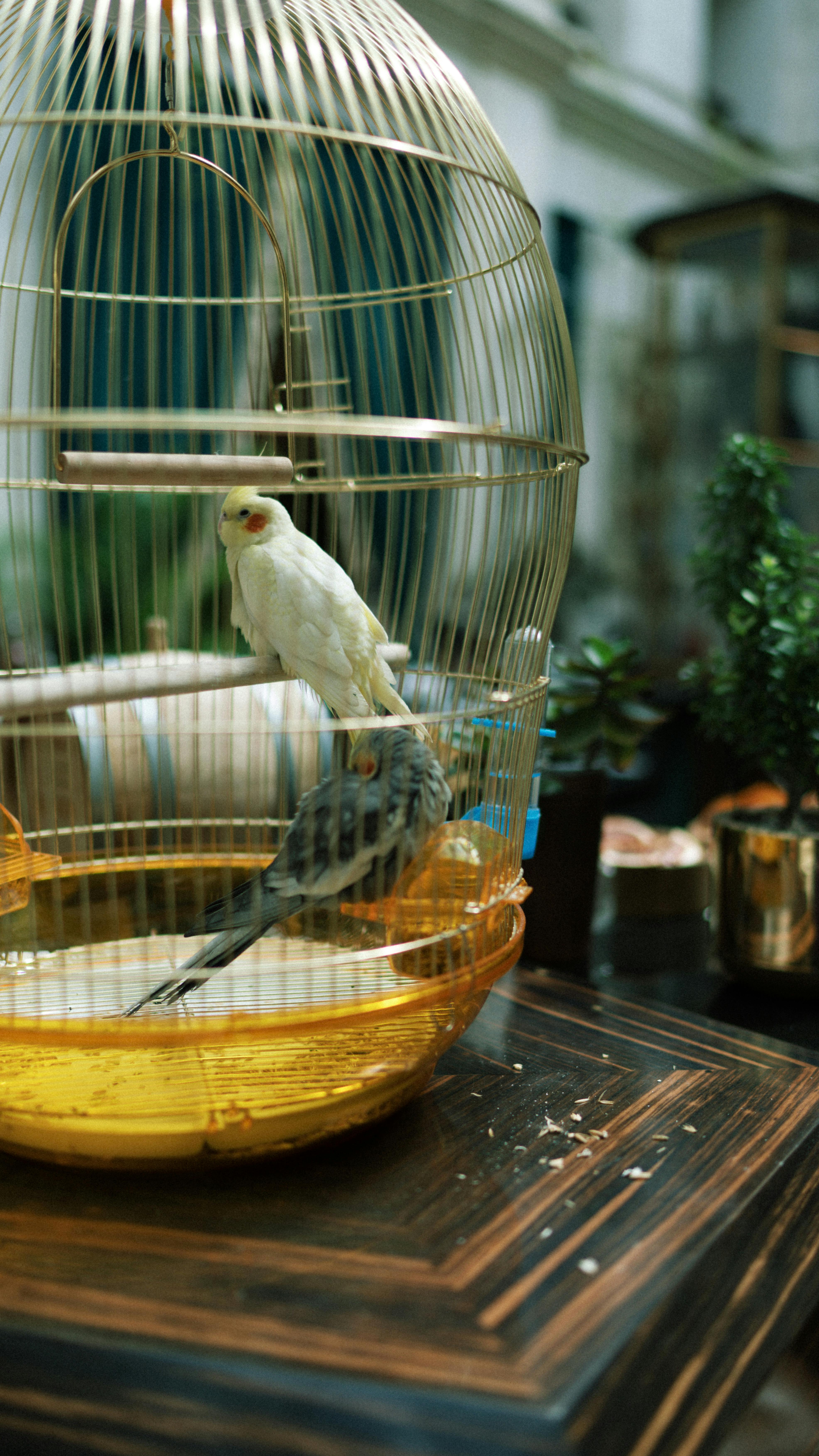 Homebound Flyers: Top Domestic Birds For Indoor Flight