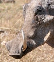 Warthog Tusks Warthog Tusks