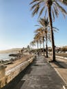 蔚蓝的天空下，沿海步道风景优美，两旁种着棕榈树，非常适合旅游