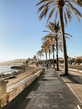 蔚蓝的天空下，沿海步道风景优美，两旁种着棕榈树，非常适合旅游