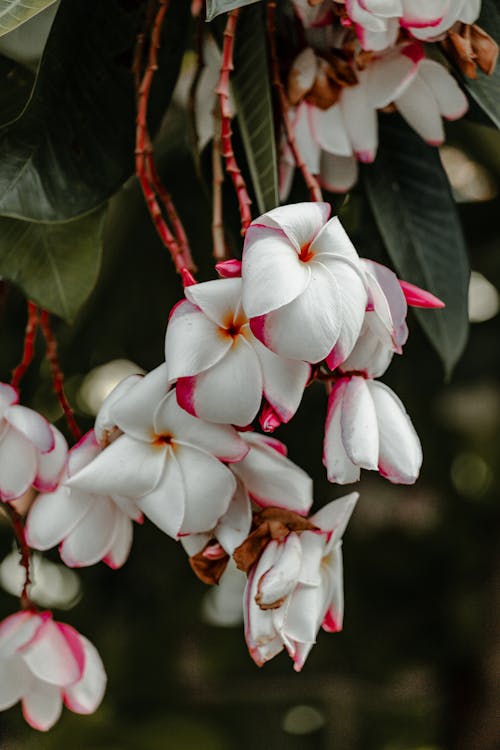 Close-up of White Flowers 