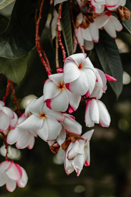 Free Beautiful pink and white Plumeria flowers with lush green leaves in a close-up shot. Stock Photo