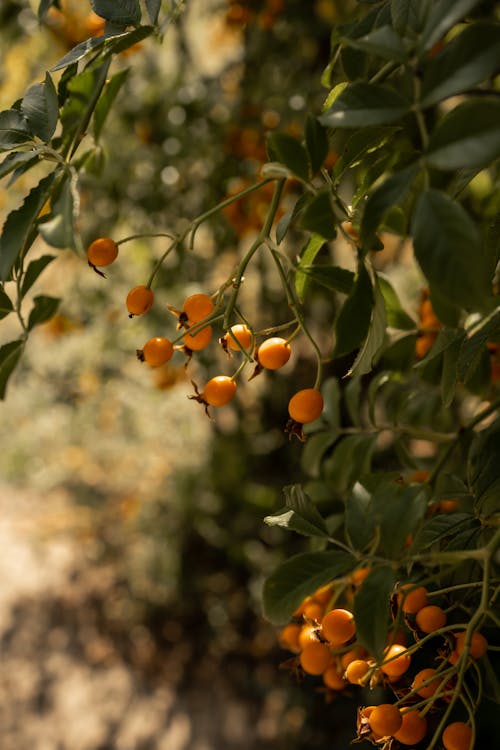 オレンジ, セレクティブフォーカス, ブッシュの無料の写真素材