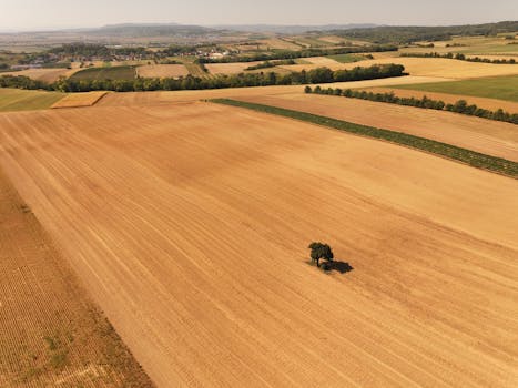 Aerial view of vast farmland with golden fields and a lone tree under clear skies.