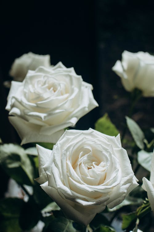 Close-up of White Roses 