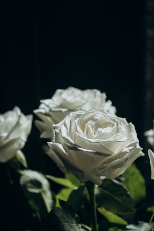 Бесплатное стоковое фото с белые розы, вертикальный выстрел, завод