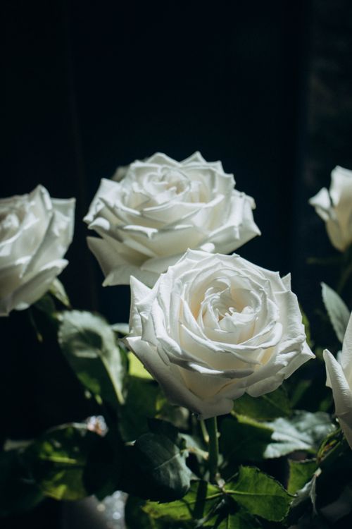 White Roses Back Close up of White Roses · Free Stock Photo