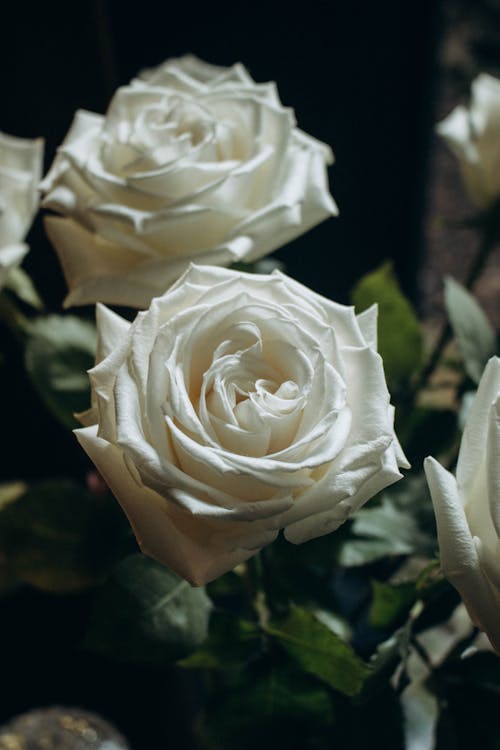 Gratis lagerfoto af blomster, friskhed, hvide roser