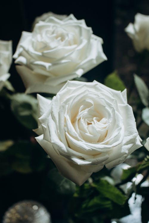 Foto d'estoc gratuïta de bellesa natural, enfocament selectiu, flors