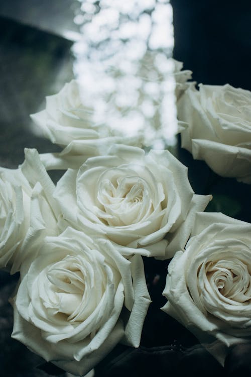 Бесплатное стоковое фото с белые розы, букет, букет цветов