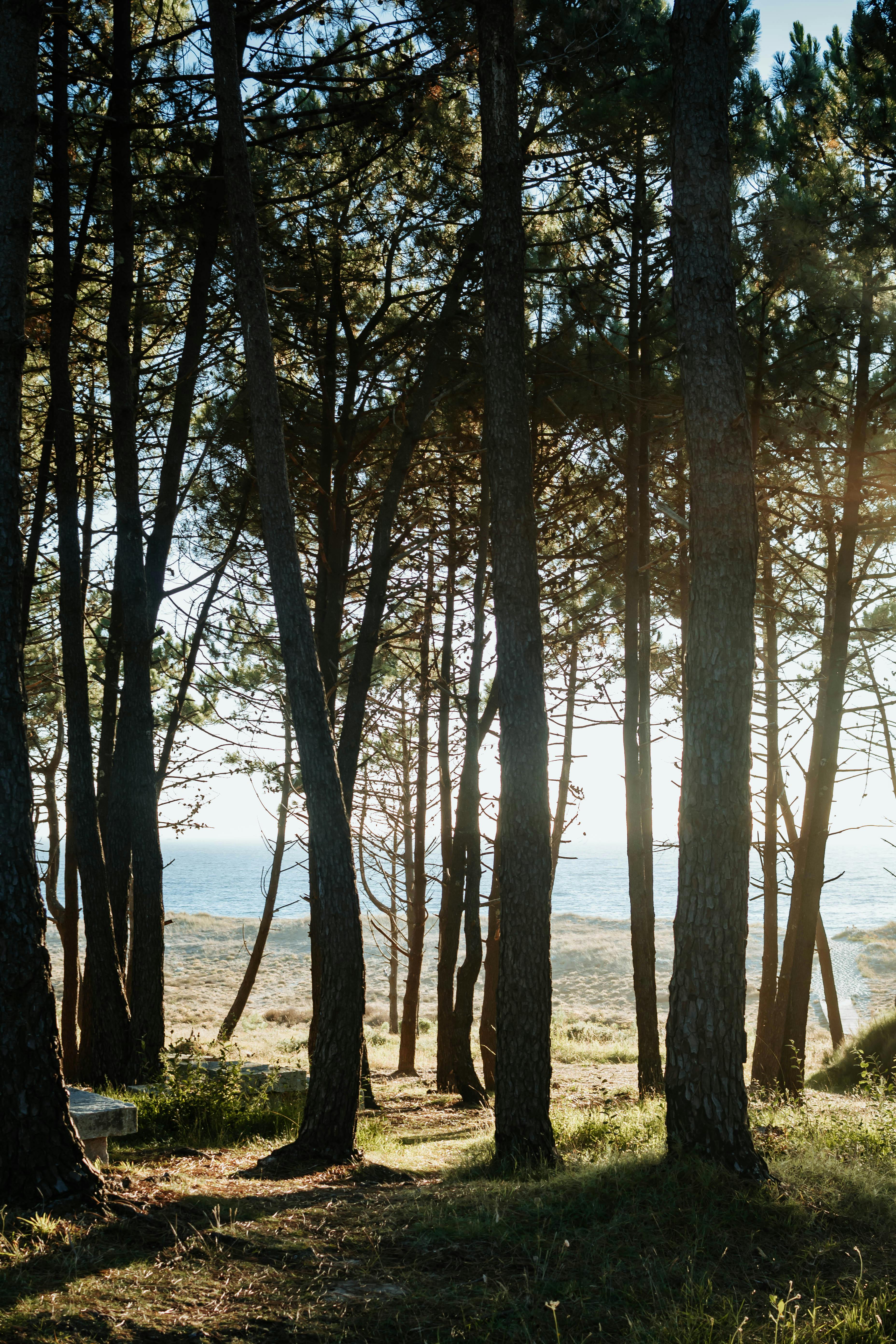 Sunlit forest scene in Portosín, Spain, with trees and ocean view.