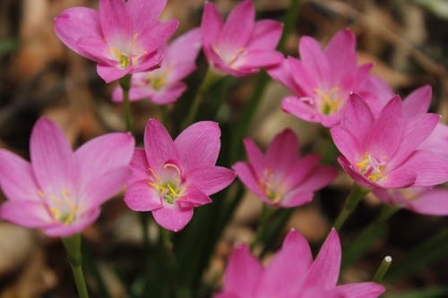 blooming pink color zephyranthes candida lily 